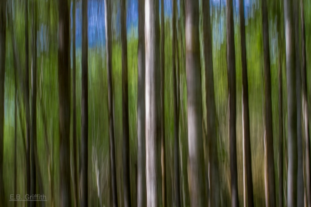 Tree Blur - 70mm, 1/6, f/22